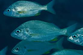 Image result for Pomadasys incisus