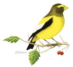 Image result for Hesperiphona vespertina