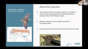 Attēlu rezultāti vaicājumam “Scolopax rusticola”