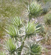 Image result for Ptilostemon afer