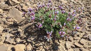 Attēlu rezultāti vaicājumam “Astragalus arenarius flower”