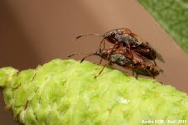 Attēlu rezultāti vaicājumam “Kleidocerys resedae”