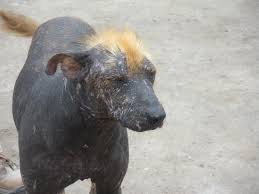 Image result for самая уродливая собака