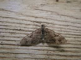 Attēlu rezultāti vaicājumam “Eupithecia lanceata”