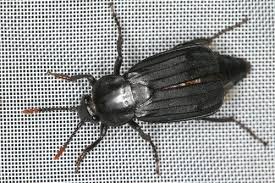 Attēlu rezultāti vaicājumam “Necrodes littoralis”