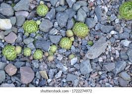 Attēlu rezultāti vaicājumam “Jovibarba globifera bud”