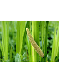 Attēlu rezultāti vaicājumam “Acorus calamus”