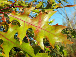 Attēlu rezultāti vaicājumam “Quercus rubra flower”