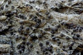 Attēlu rezultāti vaicājumam “Sordaria fimicola”