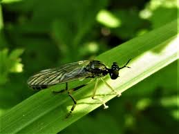 Attēlu rezultāti vaicājumam “Micropezidae”