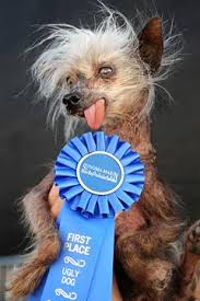Image result for ugliest dog