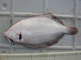 Image result for Microstomus kitt