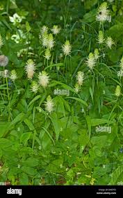 Attēlu rezultāti vaicājumam “Phyteuma spicatum”