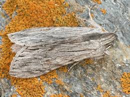 Attēlu rezultāti vaicājumam “Cucullia lucifuga”