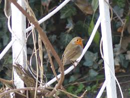 Attēlu rezultāti vaicājumam “Erithacus rubecula nest”