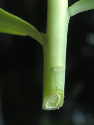 Attēlu rezultāti vaicājumam “Hylotelephium telephium bud”