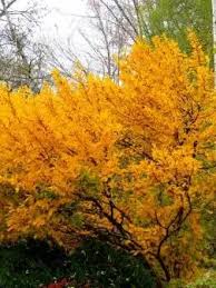 Attēlu rezultāti vaicājumam “Hamamelis vernalis”