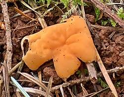 Attēlu rezultāti vaicājumam “Discina perlata”