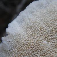 Attēlu rezultāti vaicājumam “Diderma ochraceum spores”