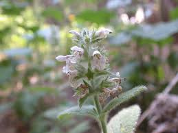 Attēlu rezultāti vaicājumam “Stachys palustris flower”