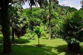 Image result for шри ланка королевский ботанический сад