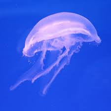 Attēlu rezultāti vaicājumam “Aurelia aurita”