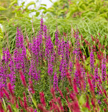 Image result for Blutweiderich