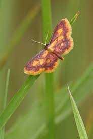 Attēlu rezultāti vaicājumam “Idaea muricata”