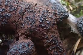 Attēlu rezultāti vaicājumam “Symphytocarpus impexus”