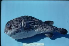 Image result for Diodon hystrix