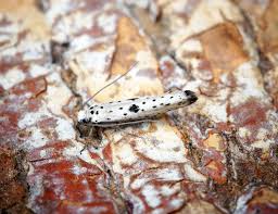 Attēlu rezultāti vaicājumam “Yponomeuta plumbella”