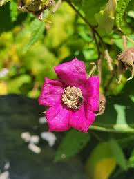 Attēlu rezultāti vaicājumam “Carpinus caroliniana female flower”