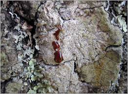 Attēlu rezultāti vaicājumam “Pertusaria coccodes”