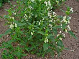 Image result for Galeopsis segetum
