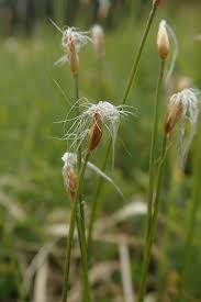 Attēlu rezultāti vaicājumam “Trichophorum alpinum flower”