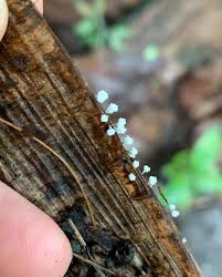 Attēlu rezultāti vaicājumam “Ceratiomyxa morchella stalked”