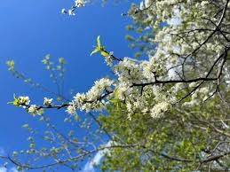 Attēlu rezultāti vaicājumam “Gymnocladus dioicus flower”