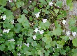 Attēlu rezultāti vaicājumam “Cymbalaria muralis flower”