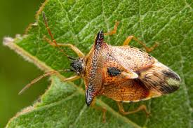 Attēlu rezultāti vaicājumam “Elasmucha ferrugata”