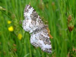 Attēlu rezultāti vaicājumam “Epirrhoe”