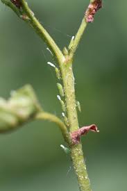 Attēlu rezultāti vaicājumam “Psylla alni”