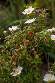 Attēlu rezultāti vaicājumam “Cistaceae”