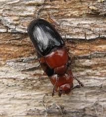 Attēlu rezultāti vaicājumam “Triplax aenea”