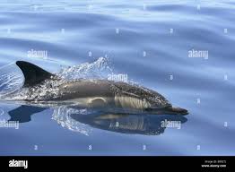 Image result for Delphinus delphis