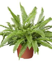 Attēlu rezultāti vaicājumam “Blechnum spicant”