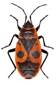 Attēlu rezultāti vaicājumam “Pyrrhocoris apterus imago”