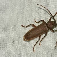 Attēlu rezultāti vaicājumam “Criocephalus rusticus”