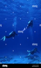 Image result for Three Seas Diving