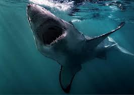 Image result for Carcharodon carcharias