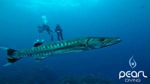 Image result for Dive Barracuda